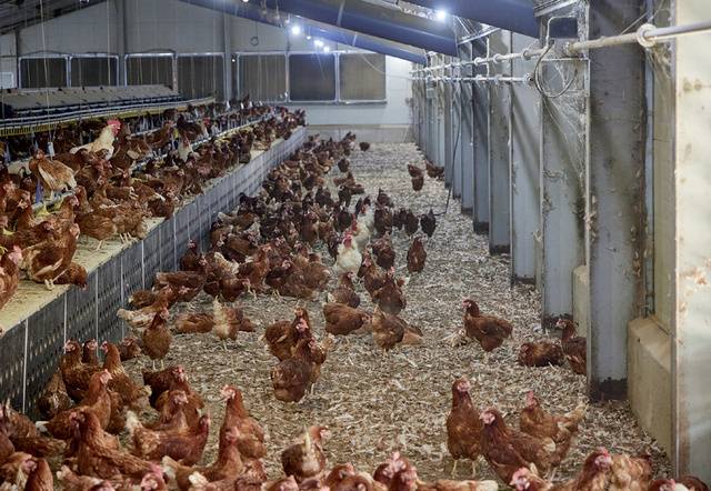 전북 무주의 동물복지 축산농장인 <무주반딧불농장>은 실내 평사 사육을 하는 대신 계사와 연결된 운동장을 마련해 방사 사육 효과를 거두고 있다.