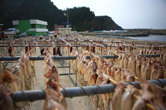 오징어 말리는 모습