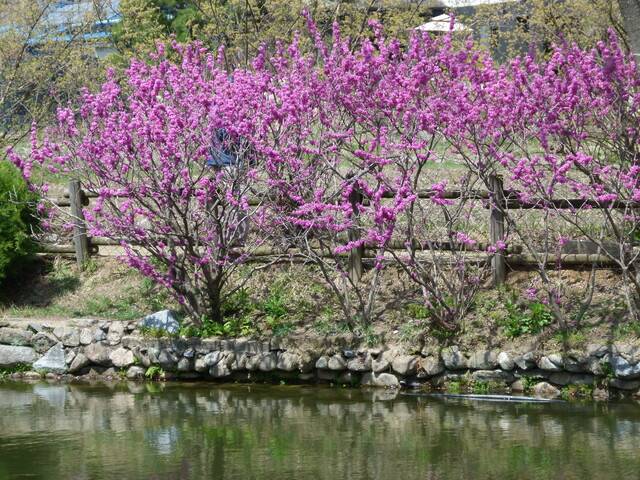 문경 주암정 박태기나무