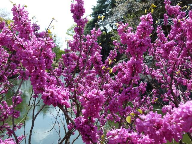 활짝 꽃이 핀 문경 주암정 박태기나무. 박태기나무는 조선시대 사대부들이 즐겨 심는 나무로 형제간의 우애를 상징한다.