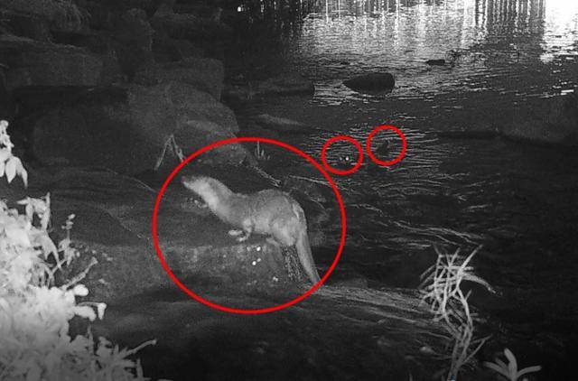 서울 중랑천에서 서식하고 있는 수달가족이 무인카메라에 잡힌 모습. 중랑천환경센터 제공