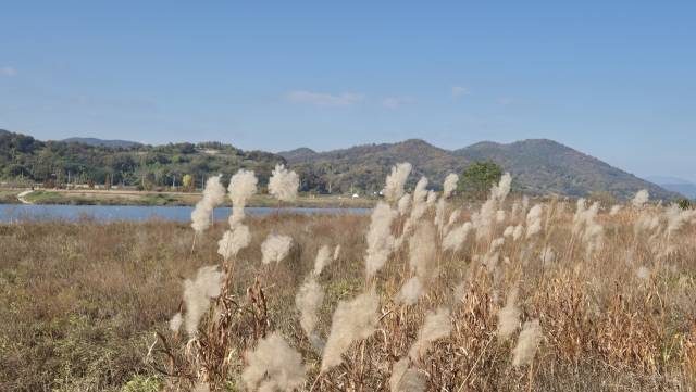 갈바람에 하늘거리는 억새.