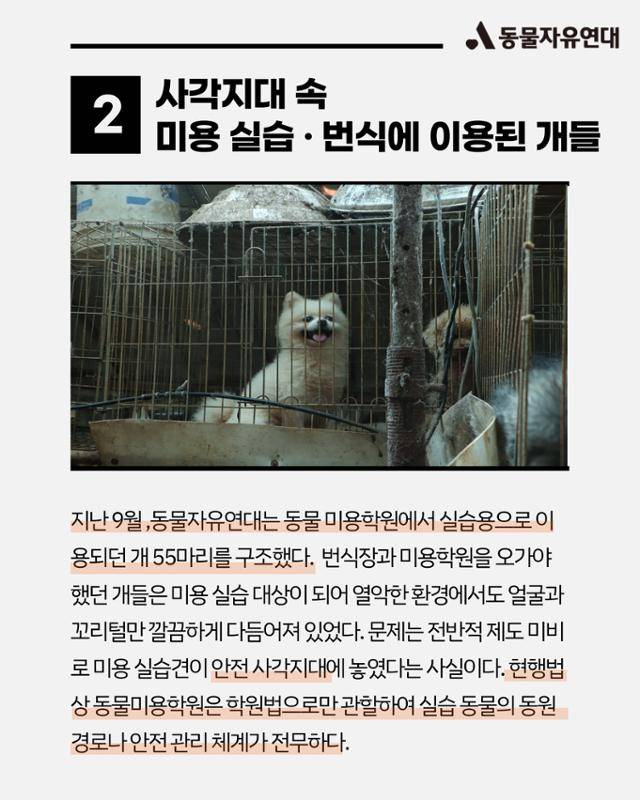 올해의 동물 뉴스. 동물자유연대 제공