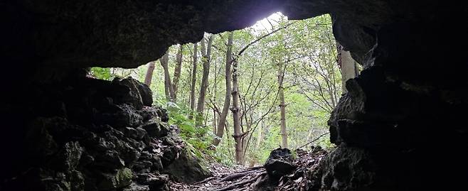 볏바른궤 동굴 안에서 바라본 밖의 곶자왈 모습. 제주 강동삼 기자