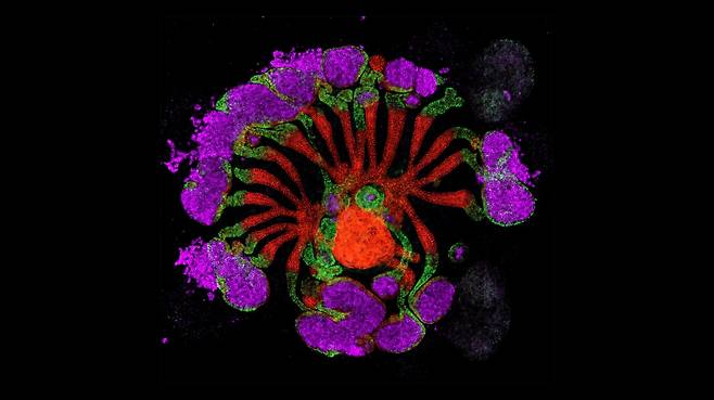 네이처 선정 2025년 최고의 과학사진./Pedro Medina/Li Lab
