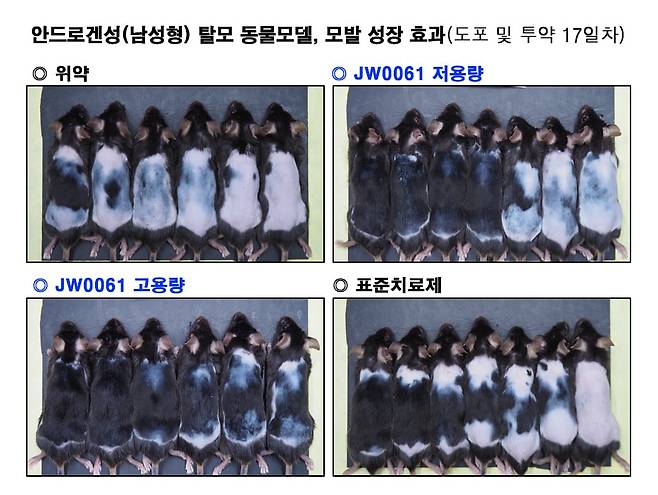JW중외제약은 개발 중인 탈모 치료 신약 'JW0061'의 효과를 확인하기 위해 남성형 탈모 동물모델을 JW0061 저용량, JW0061 고용량, 표준치료제(SoC), 위약 등 4개 그룹으로 나눠 각 약물을 투약한 결과, JW0061 저용량·고용량 모두 표준치료제 대비 모발 성장을 빠르게 촉진시켰다고 밝혔다./JW중외제약