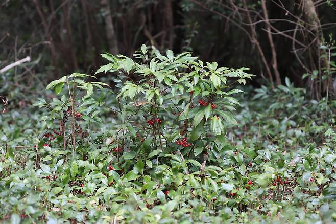제주 곶자왈 난대림의 백량금과 자금우. 상대적으로 키가 큰 백량금이 깡총 서 있고 자금우는 바닥을 기듯이 퍼져있다. 허태임
