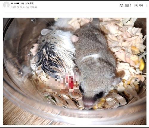 강제 합사로 상처 입은 소동물들. 네이버 카페 캡처
