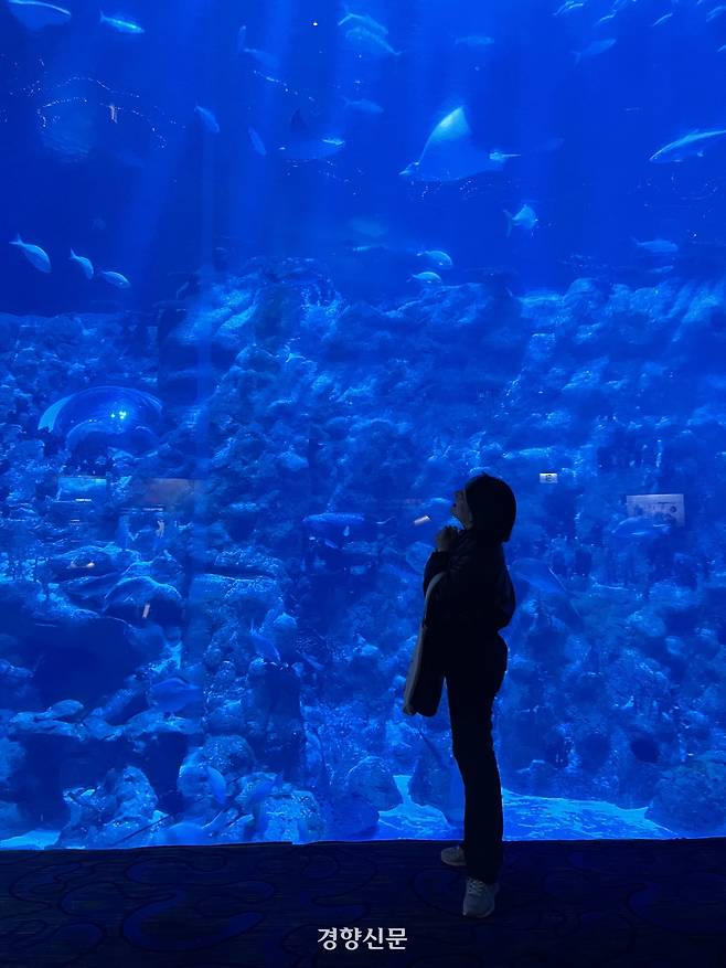 200종이 넘는 해양 생물이 헤엄치는 아쿠아리움에 들어서는 순간, 어둠 속 끝없이 이어지는 수족관 규모에 압도된다.