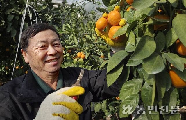 제주 서귀포시 남원읍의 비가림하우스에서 강만희 불로황 감귤농원 대표가 감귤을 수확하고 있다.