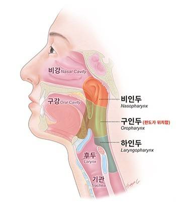 인두·후두·편도의 위치 | 출처: 국가암정보센터