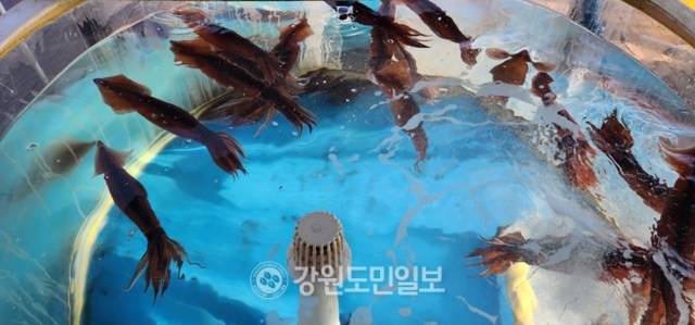 ▲ 동해안 최북단 고성연안에서 잡힌 겨울 오징어가 크고 두툼해 겨울 별미로 인기가 높다.