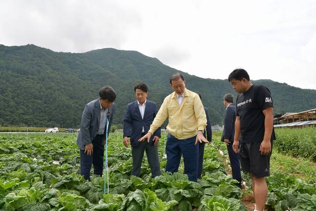 홍문표 한국농수산식품유통공사(aT) 사장이 지난해 여름배추(하라듀)의 생육을 점검하고 있다. 한국농수산식품유통공사 제공