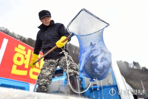 ◇2026 얼음나라 화천산천어축제 개막을 하루 앞둔 9일 축양장에서 수온 적응을 마친 산천어가 방양되고 있다.