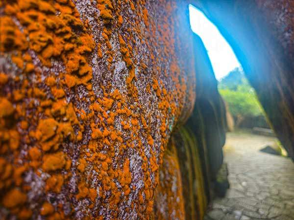 붉은빛을 띠는 바위틈을지닌다.