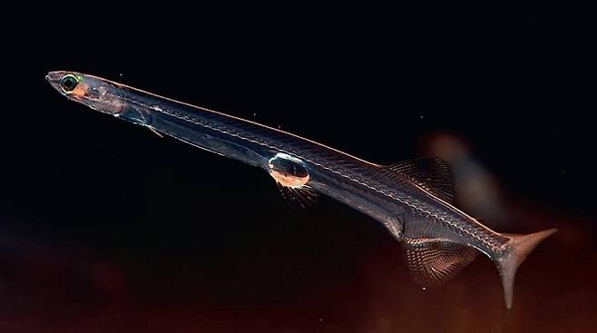 아시아 누들 피시. 사진=Xuhongyi Zhen