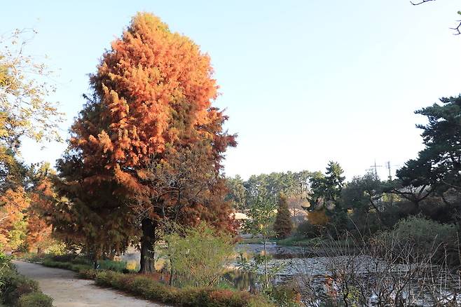 가을철 잎이 붉게 물든 낙우송의 모습. 천리포수목원 제공