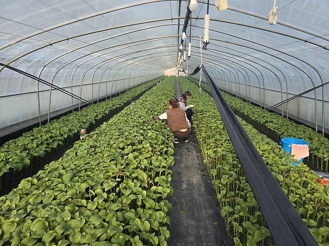 지난 12일 대구 수성구 성동 잎들깨 비닐하우스에서 농민들이 잎들깨를 따고 있다. 김현목 기자