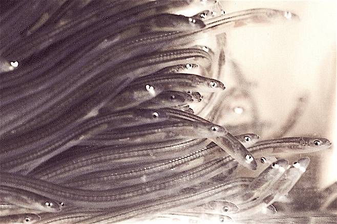 실뱀장어. (사진 Uwe Kils, Wikimedia Commons)/뉴스펭귄