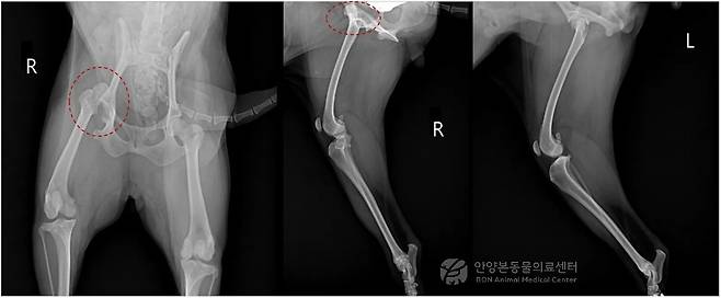 고관절 탈구가 롹인된 반려견의 엑스레이(본동물의료센터 제공) ⓒ 뉴스1