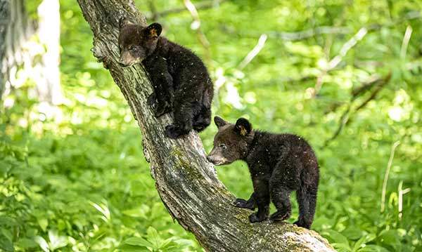 아기 흑곰. 그레이트 스모키 마운틴스국립공원에는 약 1,900마리의 곰이 살고 있다. 대부분의 곰은 온순해서 사람을 피하지만, 음식 냄새를 맡고 접근하거나 사람이 곰에 접근해서 '사고'가 나는 경우가 있다. 어미곰은 겨울잠을 자면서, 아무것도 먹지 않는 상태에서 새끼를 낳는다. 매우 작게 태어난 새끼는 단백질이 풍부한 어미젖을 먹고 빠르게 성장한다. 사진 그라페