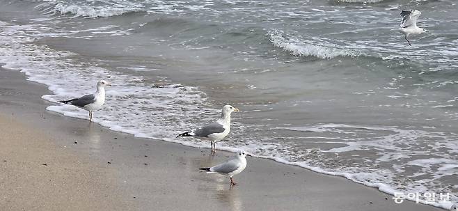구룡포 해수욕장의 갈매기. 포항=김선미 기자 kimsunmi@donga.com