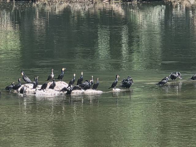 ▲ 지난해 원주 섬강에서 발견된 민물가마우지 떼. 한진규 원주시 어협회장 제공