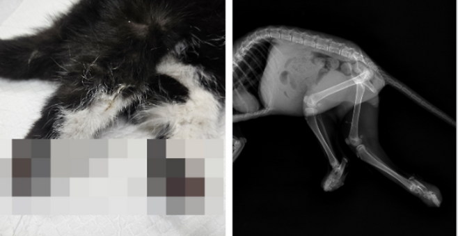 ▲ 사건 당일 고양이 발 상태, X-ray 사진 / 사진=독자제공