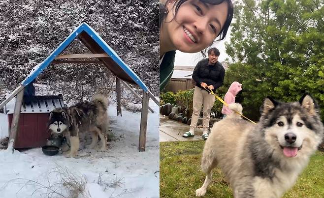 3년 전 경기도 양평의 산골 폐가에서 구조된 말라뮤트 귀요미가 최근 미국 캘리포니아의 교포 에드워드 공씨 가족에게 입양됐다. 유튜브 개st하우스 구독자들의 성금으로 구조된 뒤 입양이 최종 성사되기까지 3년이라는 긴 시간이 걸렸다. 이성훈 기자