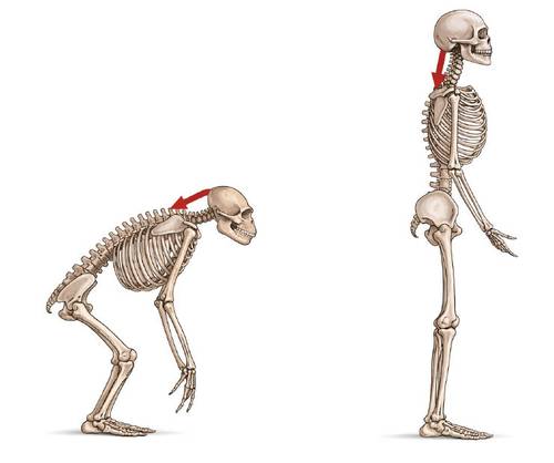 인간과 침팬지, 늑대의 ‘대후두공’ 위치(사진 위).