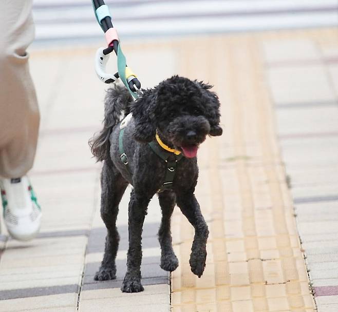 산책 매너도 좋은 두유(동행 제공) ⓒ 뉴스1