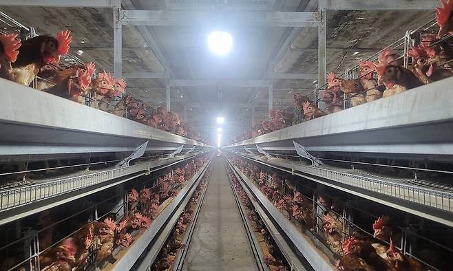 올겨울(2025~2026년) 국내서 발생한 고병원성 조류인플루엔자는 전파력·감염력이 10배 이상 강력한 것으로 나타나 축산 방역 당국에도 비상이 걸렸다. 사진은 지난해 한 차례 살처분을 겪었던 세종시 한 산란계 농가. ㄱ씨 제공.