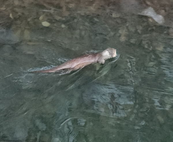 지난 25일 군포 반월호수에 멸종위기 야생생물 1급이자 천연기념물인 수달이 발견됐다.<군포시 제공>