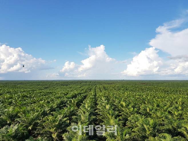 포스코인터내셔널의 인도네시아 팜 농장.(사진=포스코인터내셔널.)