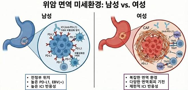 남성과 여성의 위암 면역 미세환경 비교. 여성은 복잡한 면역 환경으로 면역관문억제제 반응이 제한적인 것으로 나타났다. 사진=분당서울대병원