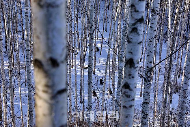 자작나무 숲 전망대에서 내려다본 군락. 빼곡한 흰 기둥들이 만들어내는 풍경이 인제 겨울의 상징처럼 다가온다.