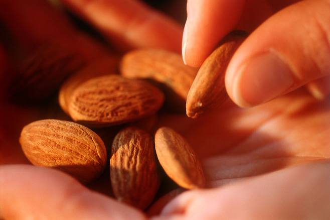 아몬드는 혈당 조절, 포만감 유지에 도움을 준다. 특정한 시간대에 아몬드를 먹으면 효과를 극대화할 수 있다. / 클립아트코리아