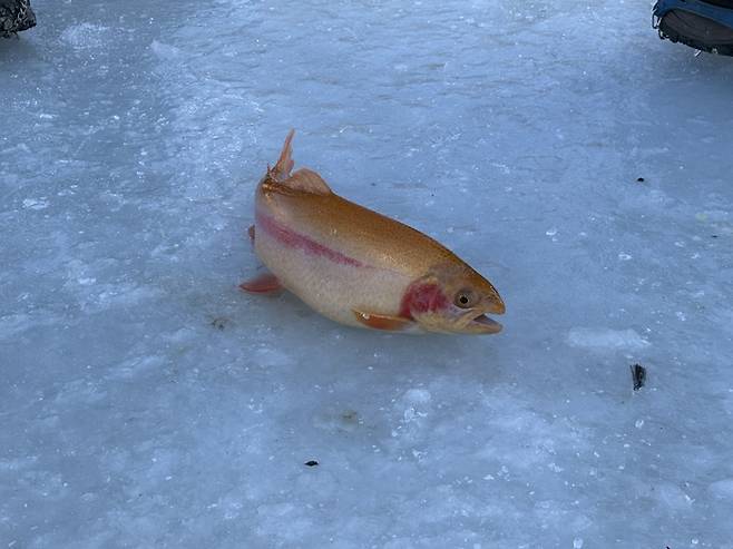 평창 송어축제 황금송어 / 사진= 문서연 여행+ 기자