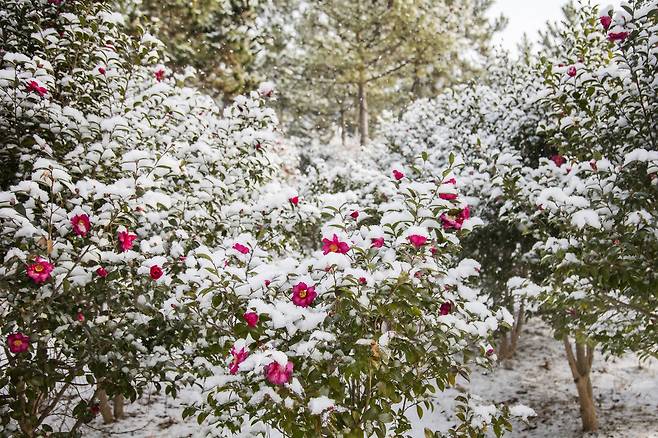 신안 압해도 분재공원에 화려하게 핀 동백_최병일 기자