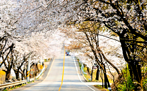 옥천군 옥천읍 교동리 옛37번 국도변 벚꽃길. 옥천군청