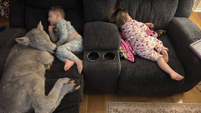 24일(현지시간) 미국 켄터키주 마운트 스털링에서 혹한 속에 태어난 송아지가 거실 소파 위에서 아이들과 잠들어 있다. /사진=AP 연합뉴스(메이시 소렐 제공)