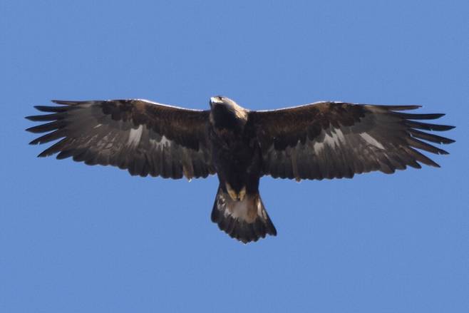 검독수리는 상승기류를 정교하게 활용하고 고속 비행과 급강하를 자유자재로 구사하는 등 뛰어난 비행술을 지닌 맹금류다.