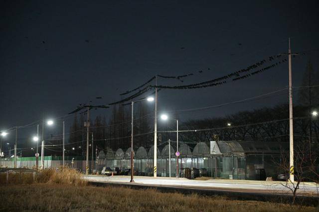 28일 김해 부원동에 떼까마귀들이 줄 지어 앉아있다. 김해=최주연 기자