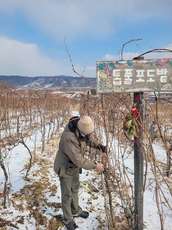 남편이 포도밭에서 가지치기하고 있다.
