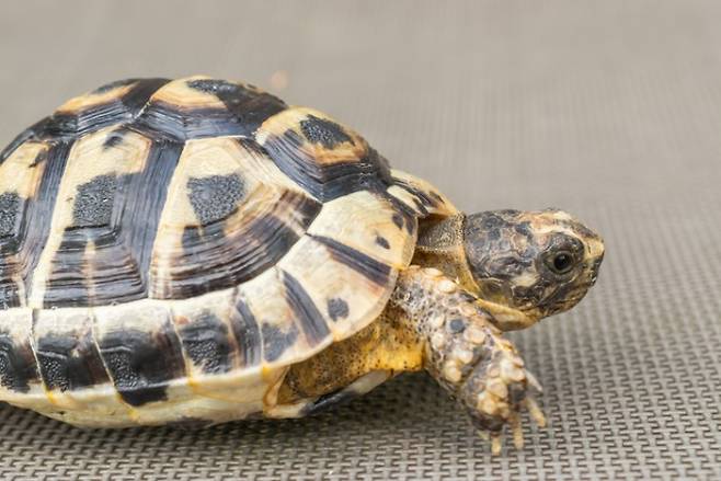 커진 거북이. 게티이미지뱅크 제공