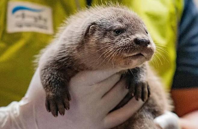 서울어린이대공원 동물원에서 지난 6월24일 천연기념물이자 멸종위기야생동물 1급인 유라시아수달 쌍둥이가 태어났다. 서울시 제공