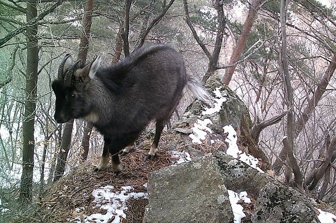 무인카메라에 포착된 멸종위기 1급 산양의 모습. 사진 조영석 대구대 교수