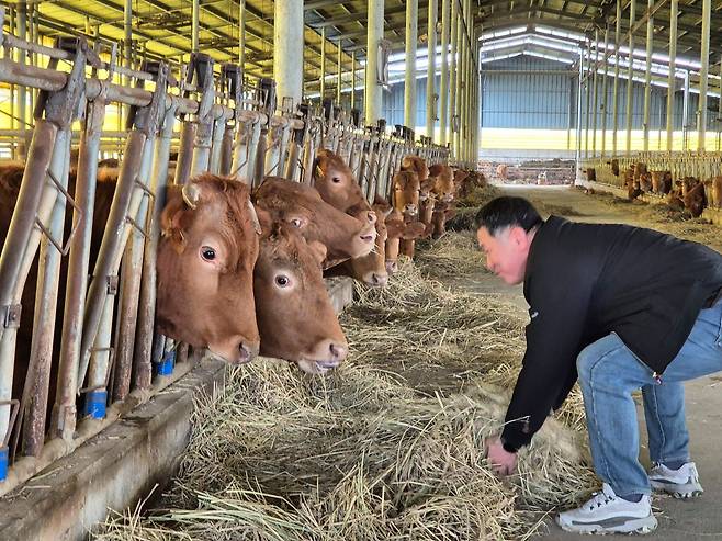 지난 12일 오후 전남 나주시 왕곡면 한 한우농장에서 농장주 김선태씨가 소들에게 조사료용 볏짚을 주고 있다. 황희규 기자