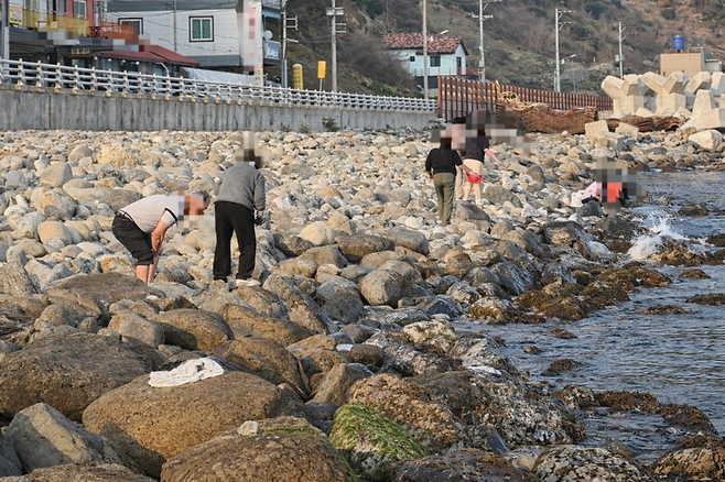 사동항 인근 해안가에 떠밀려 온 매오징어를 잡기 위해 주민들이 저마다 분주히 움직이고 있다. /황진영 기자