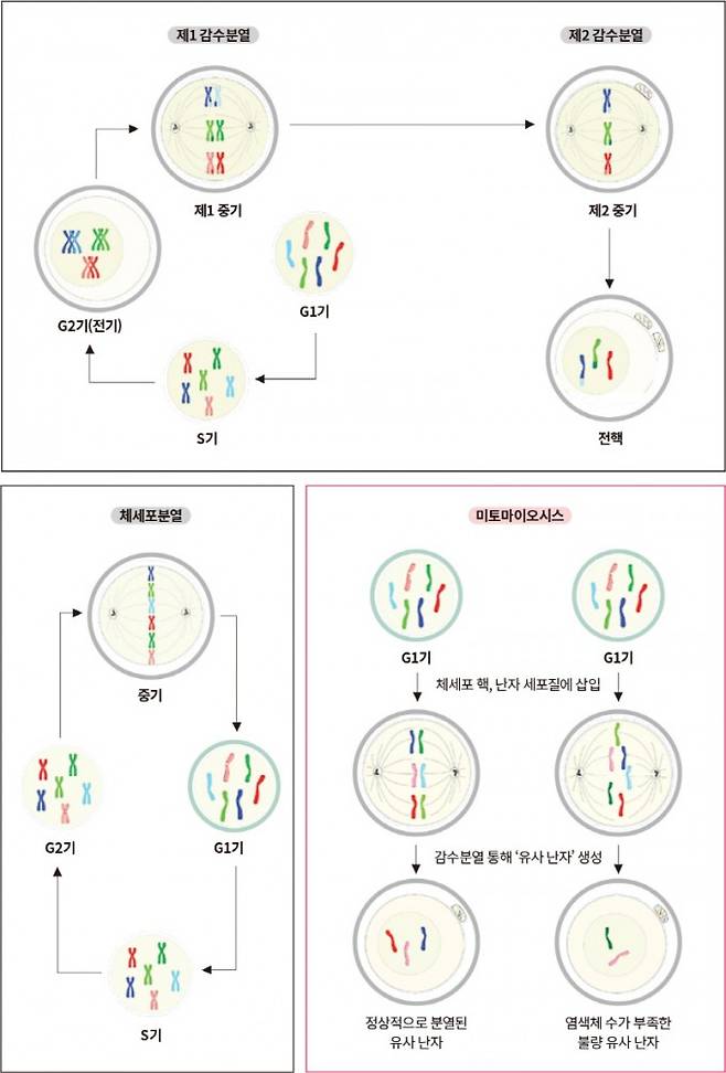 체세포로 난자 만드는 ‘제3의 분열’ 방법. Nature Communications 제공